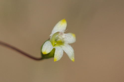Inyo threadplant (Nemacladus sigmoideus)