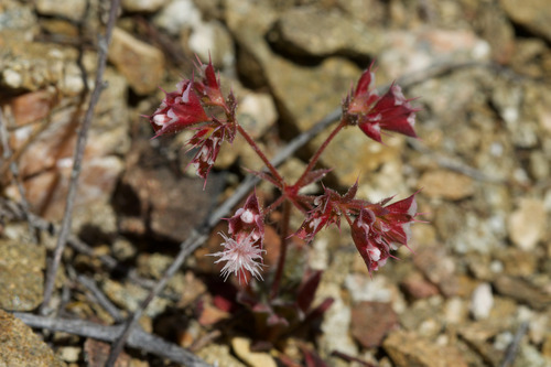 white-margined oxytheca (Sidotheca emarginata)