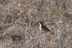 Certhilauda subcoronata subcoronata