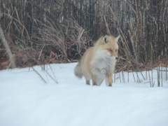 Vulpes vulpes schrencki