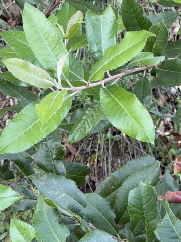 Toyon (Heteromeles arbutifolia)