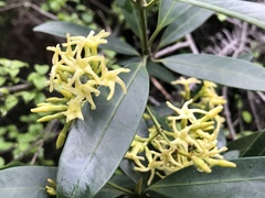 Anodendron affine