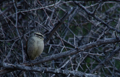 Emberiza capensis