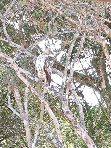 Changeable Hawk-Eagle
