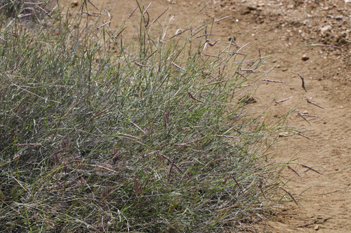 Big Galleta (Hilaria rigida)