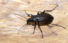 Carabus granulatus interstitialis
