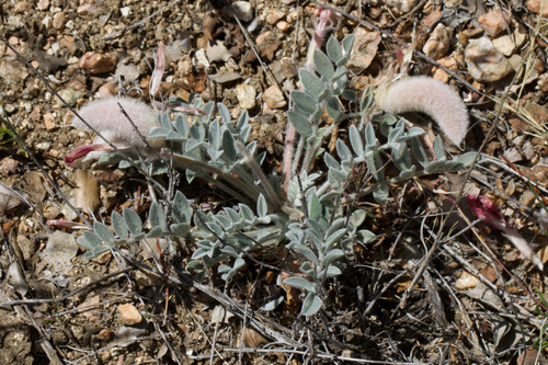 Scarlet Milkvetch (Astragalus coccineus)