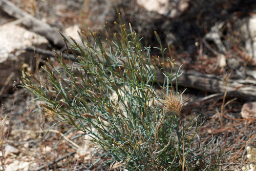 Odora (Porophyllum gracile)