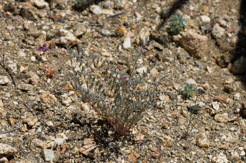 Palmer's milkvetch (Astragalus palmeri)