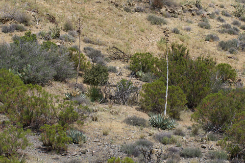desert agave (Agave deserti)