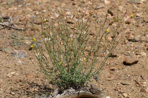 shrubby deervetch (Acmispon rigidus)