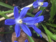 Scilla forbesii
