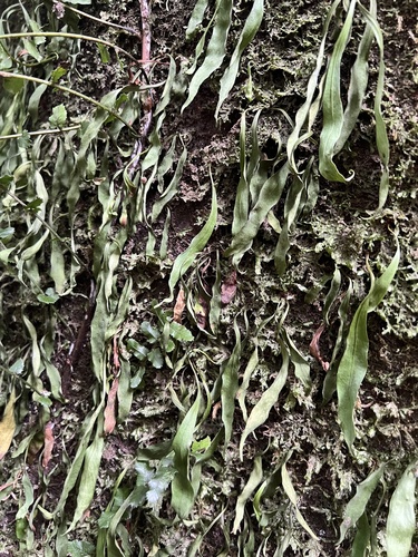 Lance Fern (Loxogramme dictyopteris)