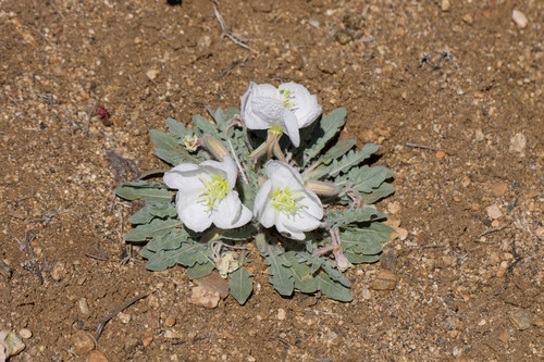 California evening primrose (Oenothera avita)