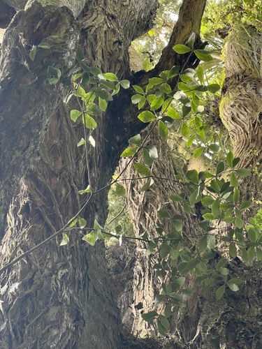 Perching kohukohu (Pittosporum cornifolium)