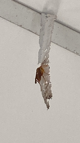 Yellow Oriental Paper Wasp