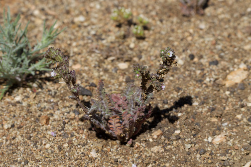 Limestone phacelia (Phacelia affinis)