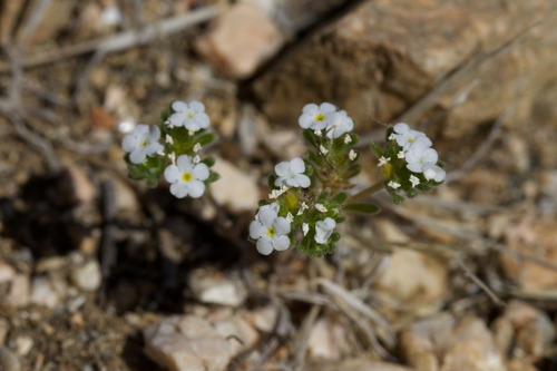 Mountain Red-root Cryptantha (Eremocarya lepida)