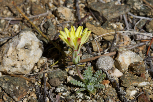 Scale Bud (Anisocoma acaulis)