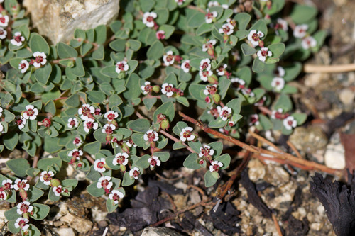 Whitemargin Sandmat (Euphorbia albomarginata)