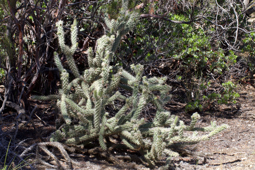 Gander's cholla (Cylindropuntia ganderi)