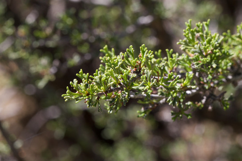 desert bitterbrush (Purshia glandulosa)