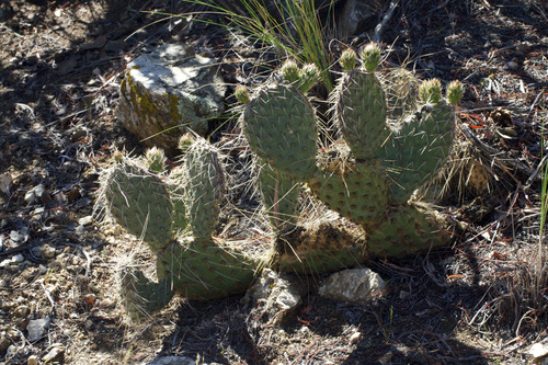 Plains Pricklypear (Opuntia polyacantha)