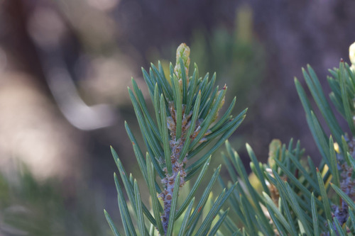California Singleleaf Pinyon (Pinus californiarum)