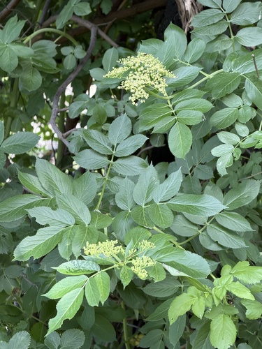 blue elder (Sambucus cerulea)