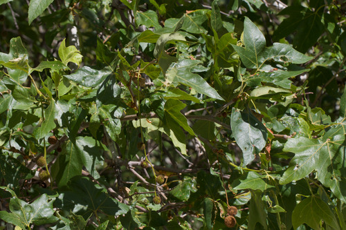 western sycamore (Platanus racemosa)