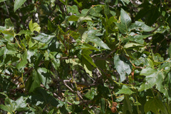 Western Sycamore (Platanus racemosa)