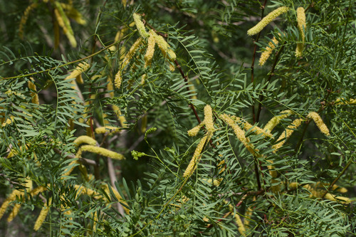 western honey mesquite (Neltuma odorata)
