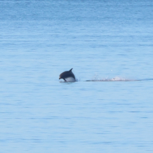 Tursiops truncatus