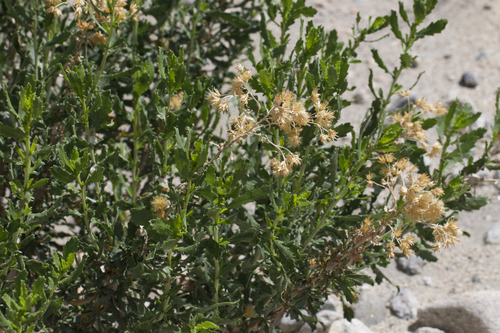 alkali goldenbush (Isocoma acradenia)