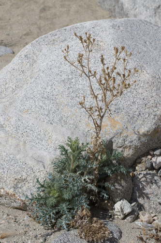 flatbud prickly poppy (Argemone munita)