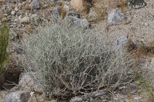 knot-stem bastard-sage (Eriogonum wrightii)