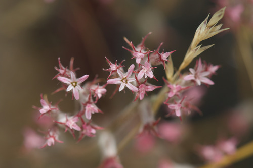white-bracted spineflower (Chorizanthe xanti)