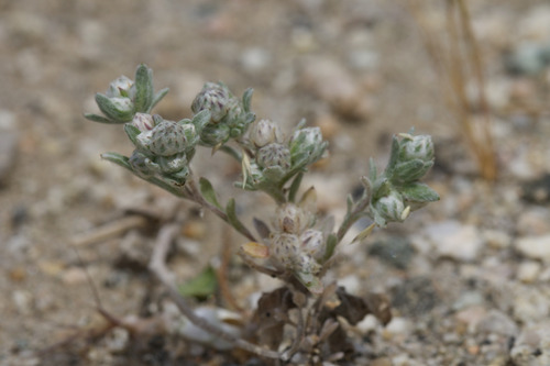 everlasting neststraw (Stylocline gnaphalioides)