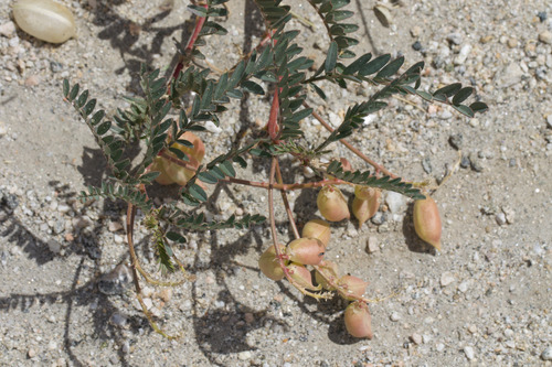 Douglas' milkvetch (Astragalus douglasii)