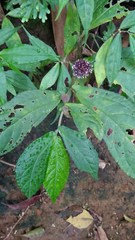 Elatostema