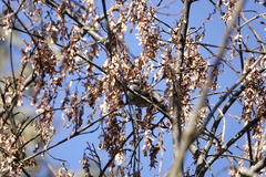 Pyrrhula nipalensis uchidai