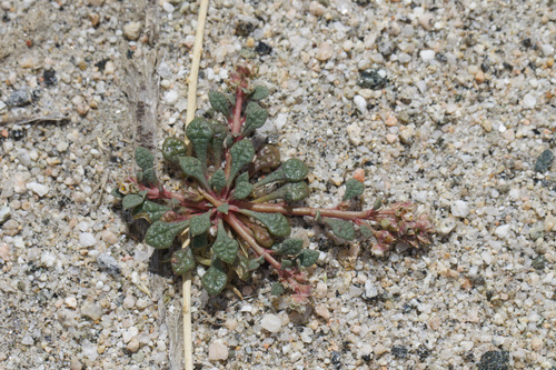 common pussypaws (Calyptridium monandrum)