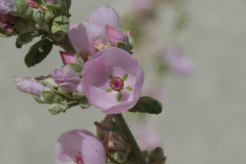 southern coastal bushmallow (Malacothamnus fasciculatus)