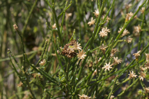 California Broomsage (Lepidospartum squamatum)