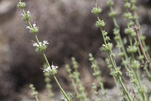 bristle sage (Salvia vaseyi)