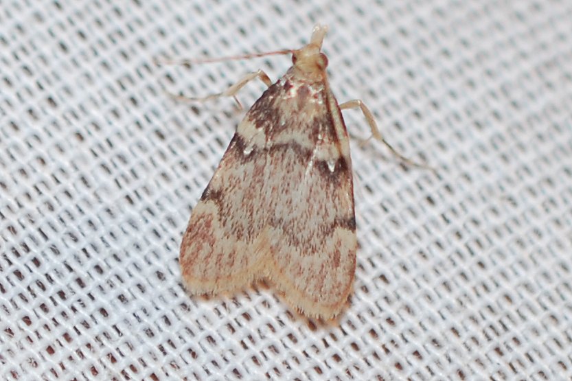 Acallis