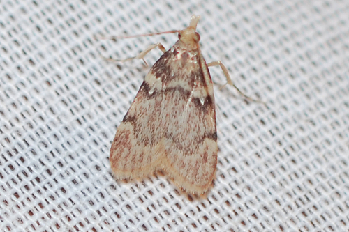 Acallis alticolalis Dyar, 1910