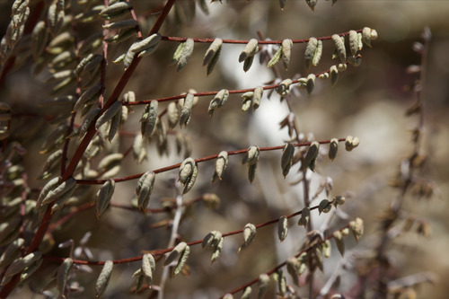 bird's foot cliffbrake (Pellaea mucronata)