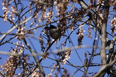 Pyrrhula nipalensis uchidai