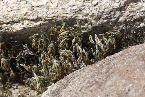 Bigelow's Spikemoss (Selaginella bigelovii)